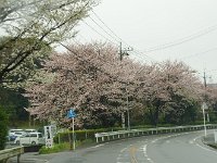 道辺の桜も満開